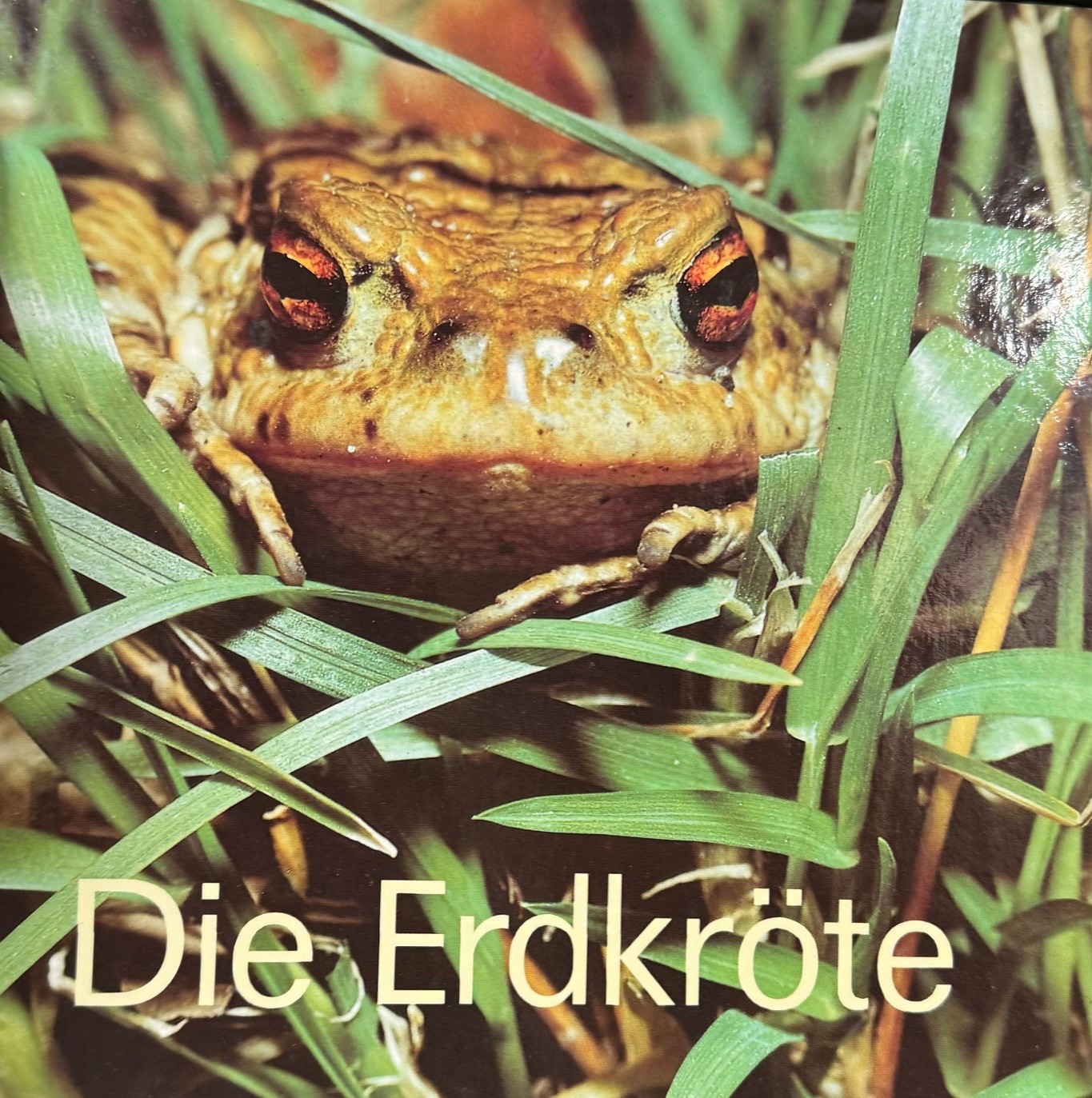 Die Erdkröte Die Erdkröte